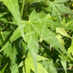 Acer palmatum 'Aoyagi' - Érable du Japon