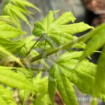 Acer palmatum 'Aoyagi' - Érable du Japon
