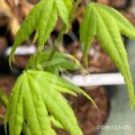 Acer palmatum 'Aoyagi' - Érable du Japon