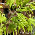 Acer palmatum 'Aoyagi' - Érable du Japon