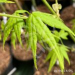 Acer palmatum 'Aoyagi' - Érable du Japon