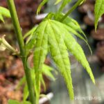 Acer palmatum 'Aoyagi' - Érable du Japon