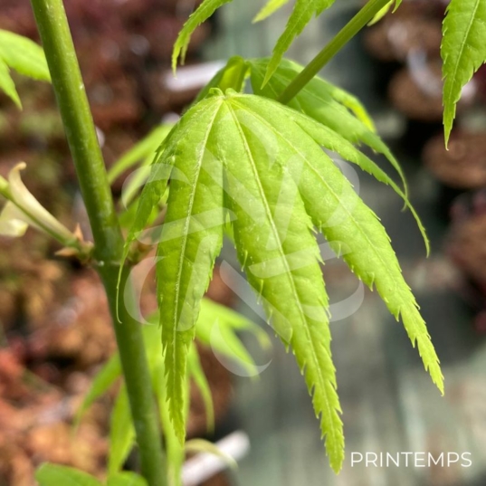 Acer palmatum 'Aoyagi' - Érable du Japon