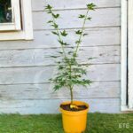 Acer palmatum 'Aoyagi' - Érable du Japon
