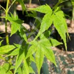 Acer palmatum 'Aoyagi' - Érable du Japon