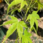 Acer palmatum 'Aoyagi' - Érable du Japon