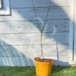 Acer palmatum 'Aoyagi' - Érable du Japon