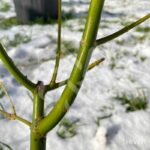 Acer palmatum 'Aoyagi' - Érable du Japon