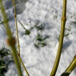 Acer palmatum 'Aoyagi' - Érable du Japon