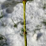 Acer palmatum 'Aoyagi' - Érable du Japon