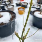 Acer palmatum 'Aoyagi' - Érable du Japon