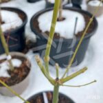 Acer palmatum 'Aoyagi' - Érable du Japon