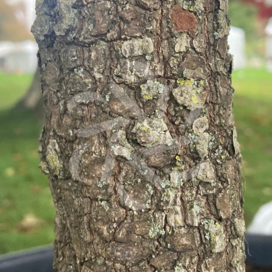 Acer palmatum 'Arakawa' - Érable du Japon
