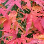Acer palmatum 'Arakawa' - Érable du Japon