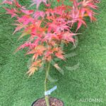 Acer palmatum 'Arakawa' - Érable du Japon