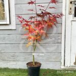 Acer palmatum 'Arakawa' - Érable du Japon