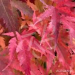 Acer palmatum 'Arakawa' - Érable du Japon