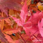 Acer palmatum 'Arakawa' - Érable du Japon