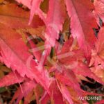 Acer palmatum 'Arakawa' - Érable du Japon