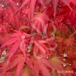 Acer palmatum 'Arakawa' - Érable du Japon