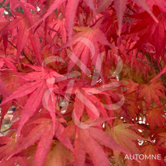 Acer palmatum 'Arakawa' - Érable du Japon