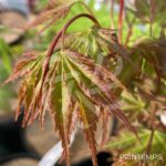Acer palmatum 'Arakawa' - Érable du Japon