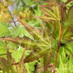 Acer palmatum 'Arakawa' - Érable du Japon