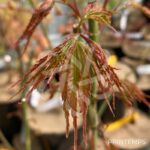 Acer palmatum 'Arakawa' - Érable du Japon