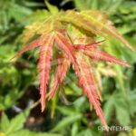 Acer palmatum 'Arakawa' - Érable du Japon
