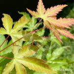 Acer palmatum 'Arakawa' - Érable du Japon