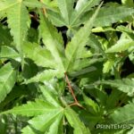 Acer palmatum 'Arakawa' - Érable du Japon