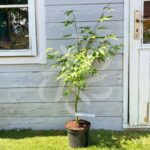Acer palmatum 'Arakawa' - Érable du Japon