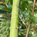 Acer palmatum 'Arakawa' - Érable du Japon