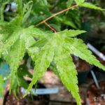 Acer palmatum 'Arakawa' - Érable du Japon