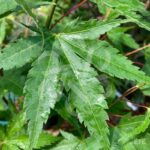 Acer palmatum 'Arakawa' - Érable du Japon