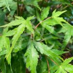 Acer palmatum 'Arakawa' - Érable du Japon