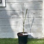 Acer palmatum 'Arakawa' - Érable du Japon