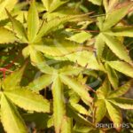 Acer palmatum 'Aureum' - Érable du Japon