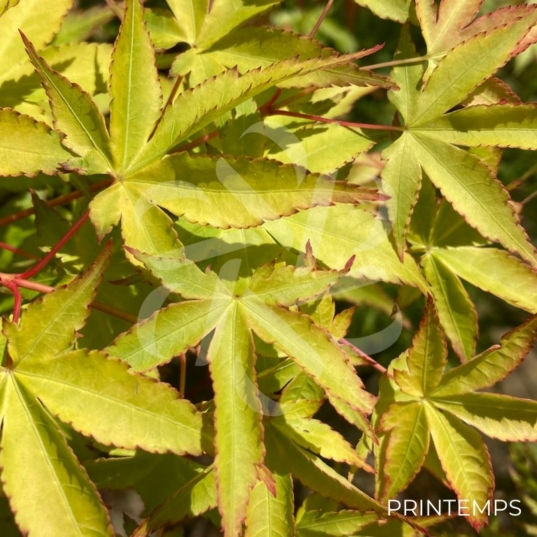 Acer palmatum 'Aureum' - Érable du Japon