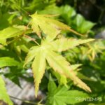 Acer palmatum 'Aureum' - Érable du Japon