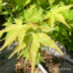 Acer palmatum 'Aureum' - Érable du Japon