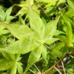 Acer palmatum 'Aureum' - Érable du Japon