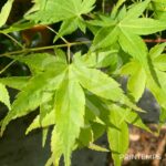 Acer palmatum 'Aureum' - Érable du Japon