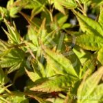 Acer palmatum 'Aureum' - Érable du Japon