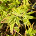 Acer palmatum 'Aureum' - Érable du Japon