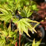 Acer palmatum 'Aureum' - Érable du Japon