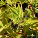 Acer palmatum 'Aureum' - Érable du Japon