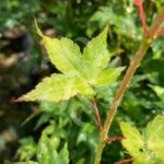 Acer palmatum 'Aureum' - Érable du Japon