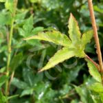 Acer palmatum 'Aureum' - Érable du Japon