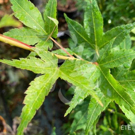 Acer palmatum 'Aureum' - Érable du Japon